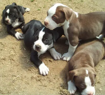 Registered Blue Pitbull Puppies Available